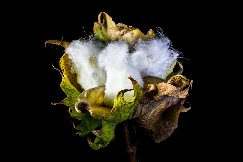 Cotton cotton shrub plant