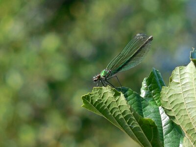 Green summer winged insects photo
