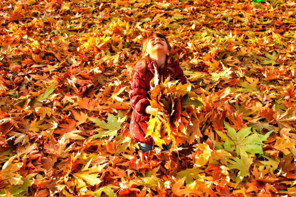 Nature maple trees color photo