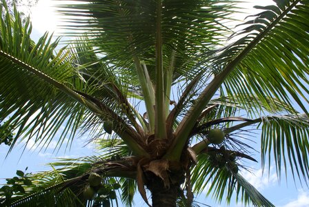 Beach nature tree photo