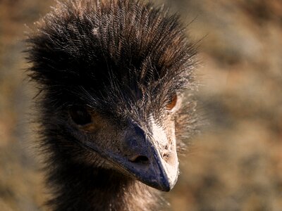 Wild portrait bird