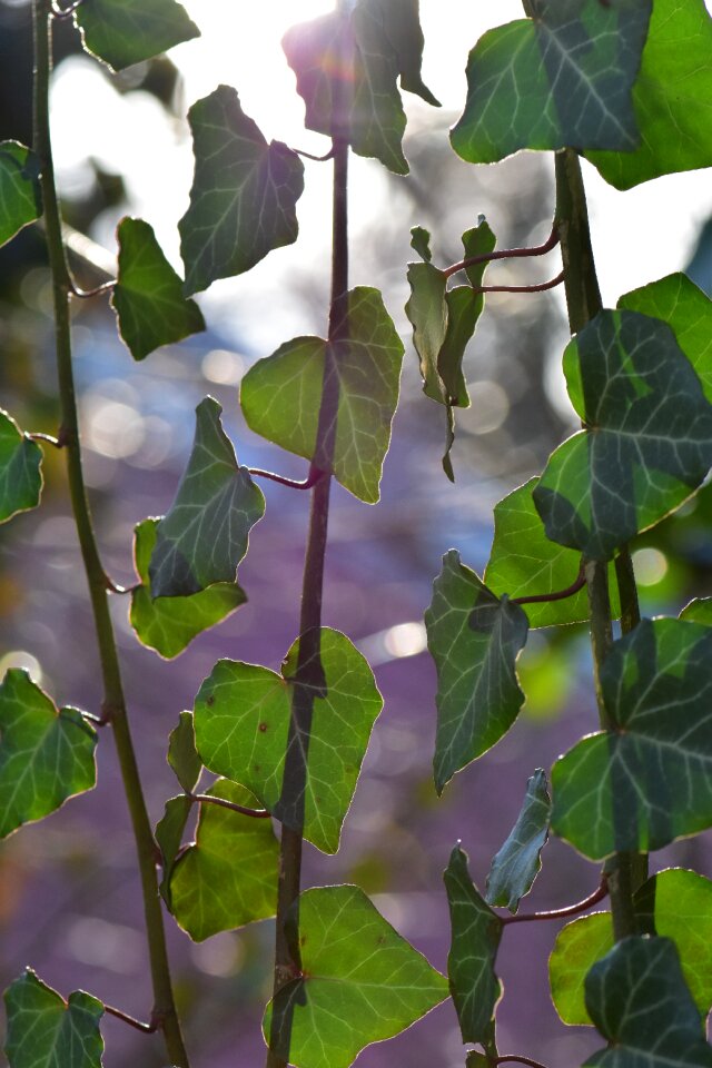 Climber plant nature leaves