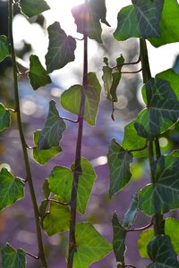 Climber plant nature leaves photo