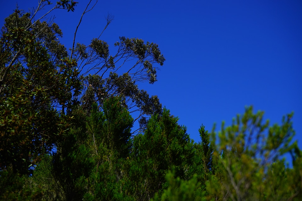 Laurel tree laurel forest anaga landschaftspark - Free photos on ...