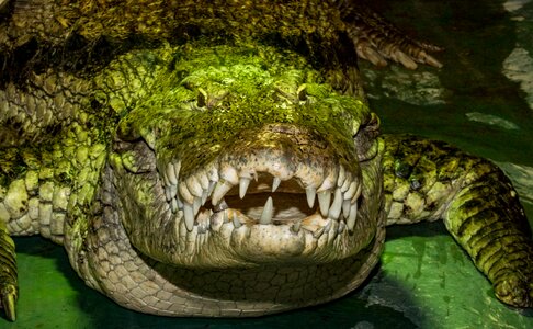 Crocodile alligator animal photo