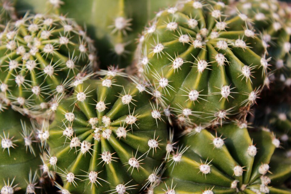 More acute plant succulent plants