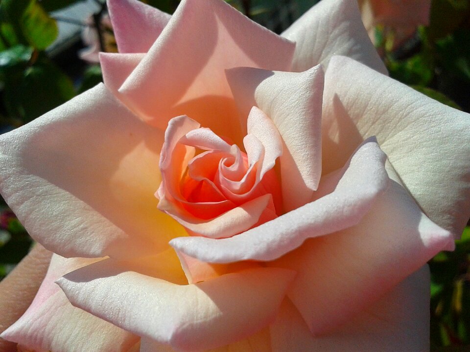 Romantic love nature