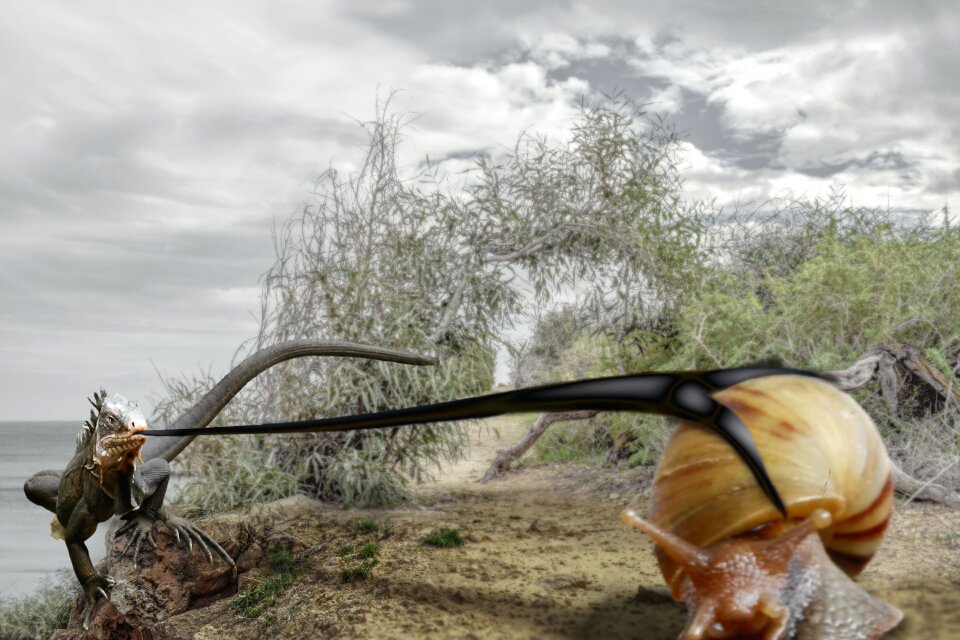 Snail stick out tongue eat