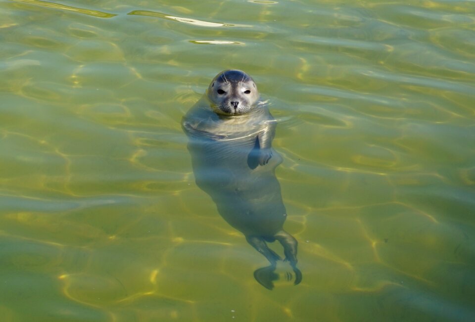 Nature animal world seal