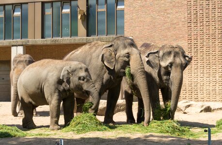 Animal world nature zoo