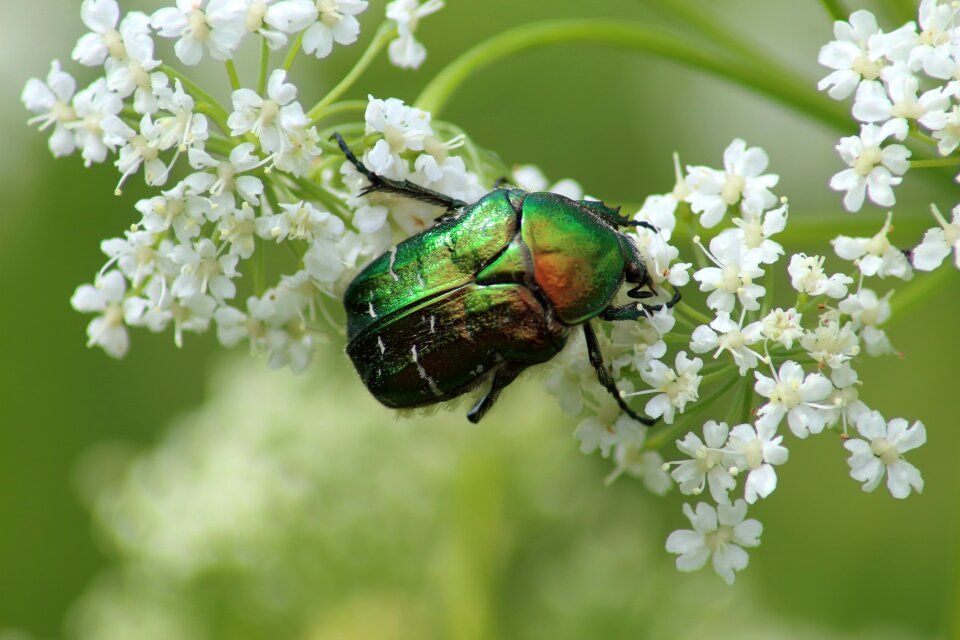 Insect sheet lovely