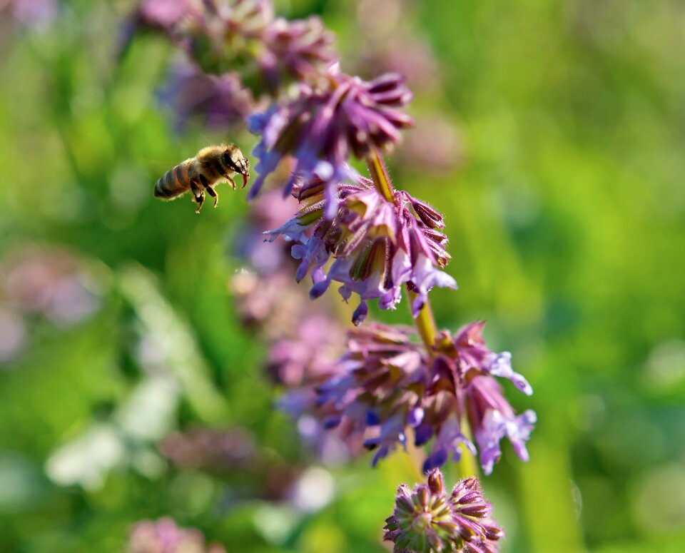 Flower nature pollination