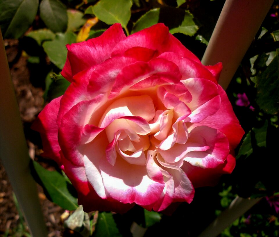 Blooming flora