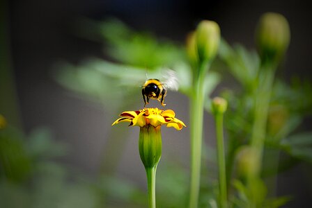 Bee flower flora photo
