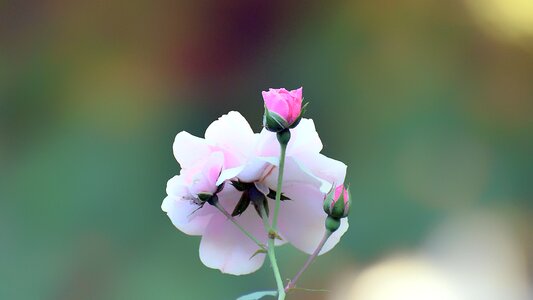 Petal rose beautiful photo