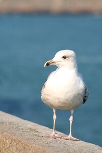 Seagulls animal gull photo