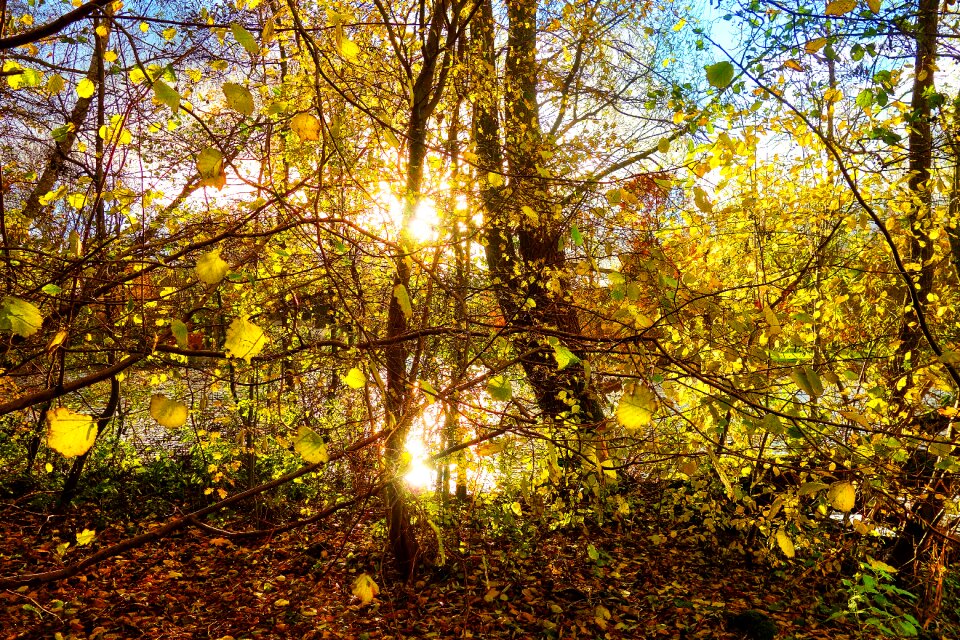 Foliage autumn leaves sunshine photo