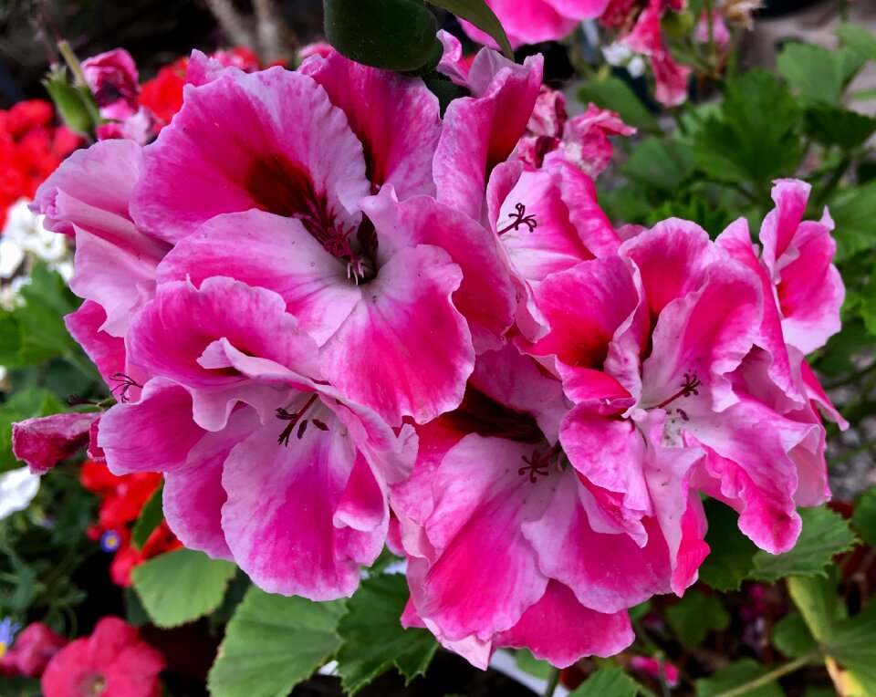 Flowers plants garden