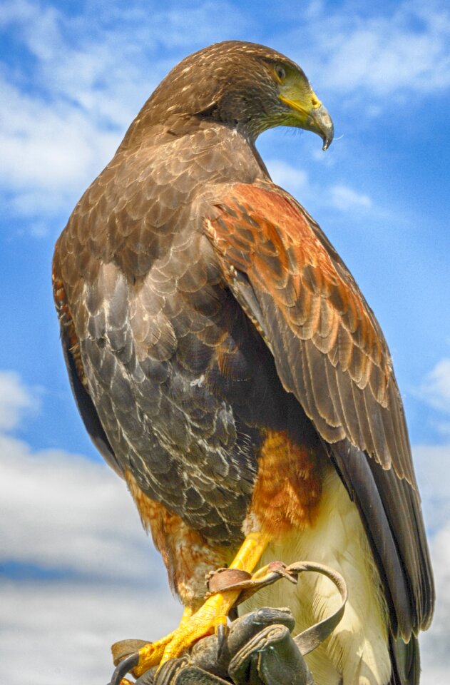 Wing eagle