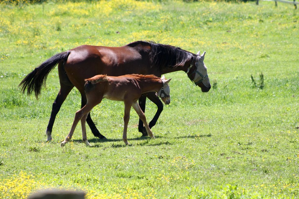 Hayfield farm horse