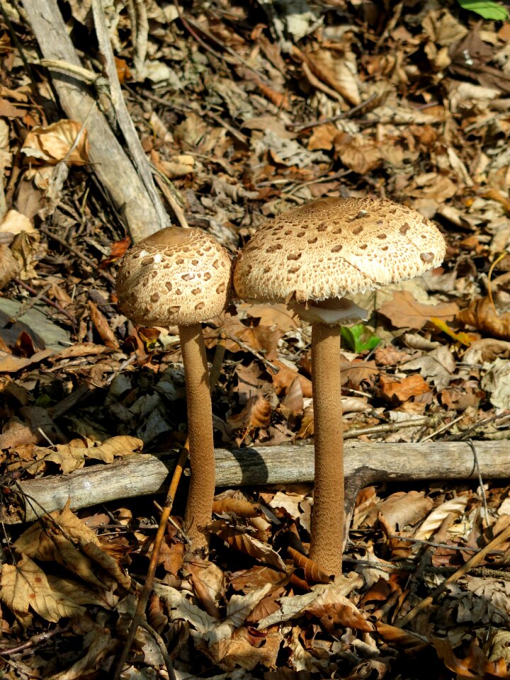 Nature fungus boletus