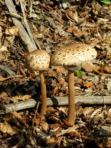 Nature fungus boletus