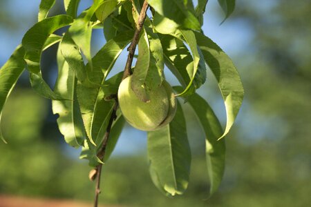 Fruit eating peach