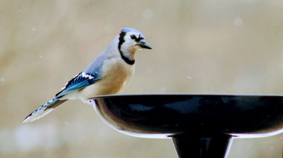 Animal blue jay keomah photo