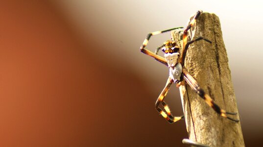 Insect spider armenia