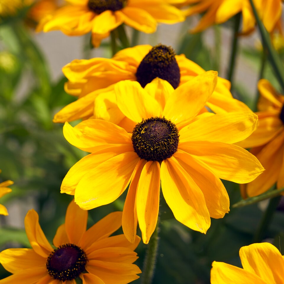 Nature summer floral
