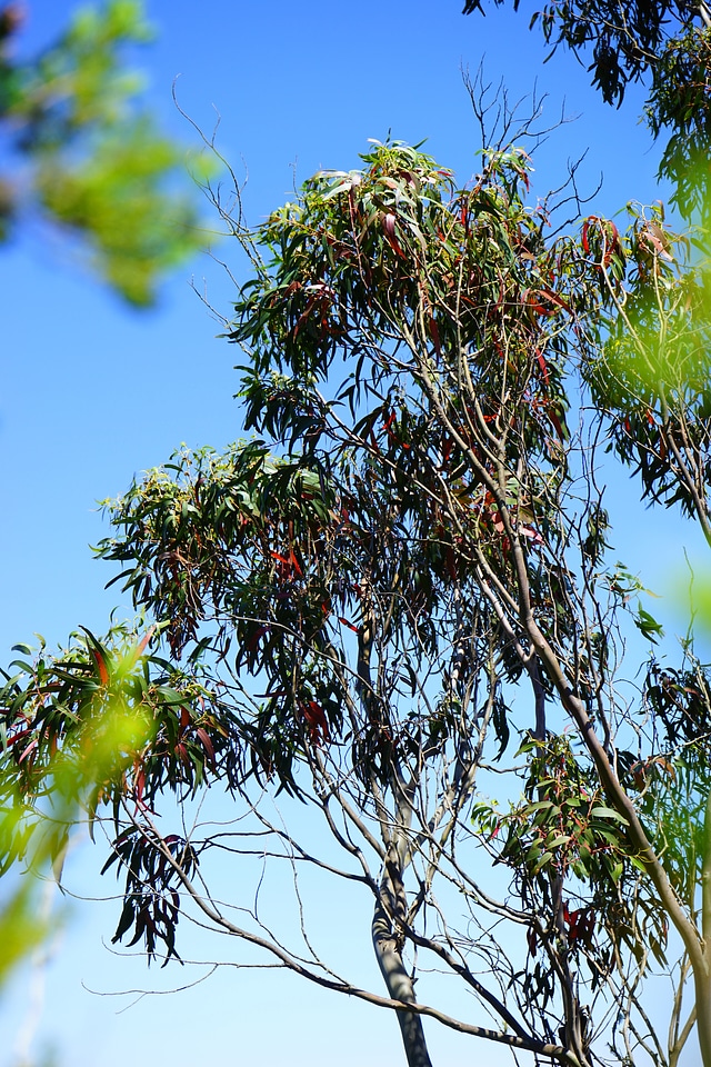 Tree fever tree leaves