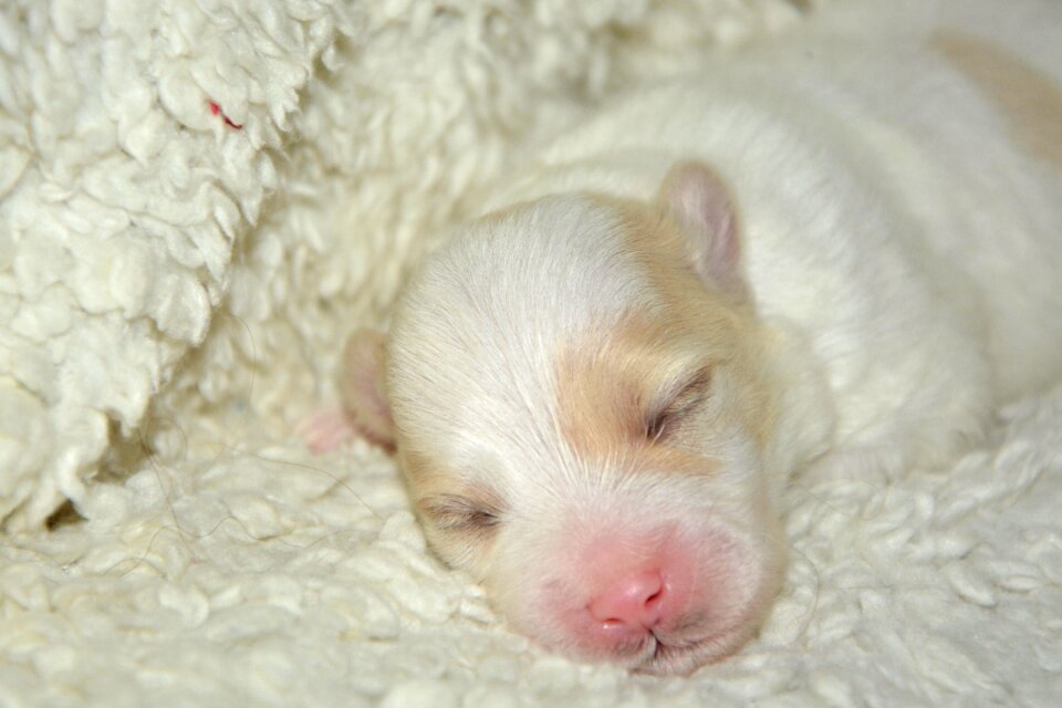 Small dog cute no person