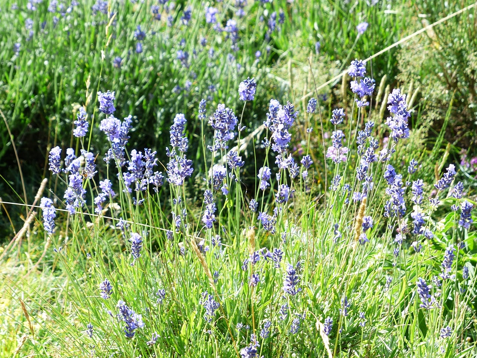 Purple wild plant wildblue