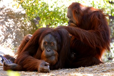 Primate animal