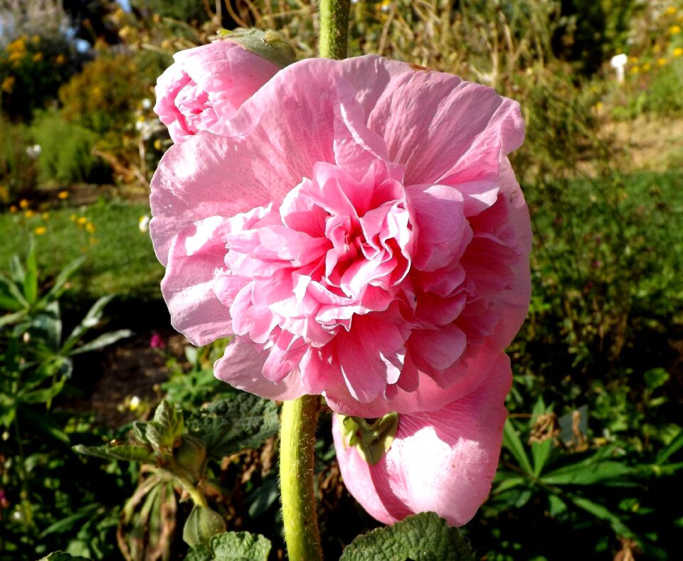 Garden flowers stock rose