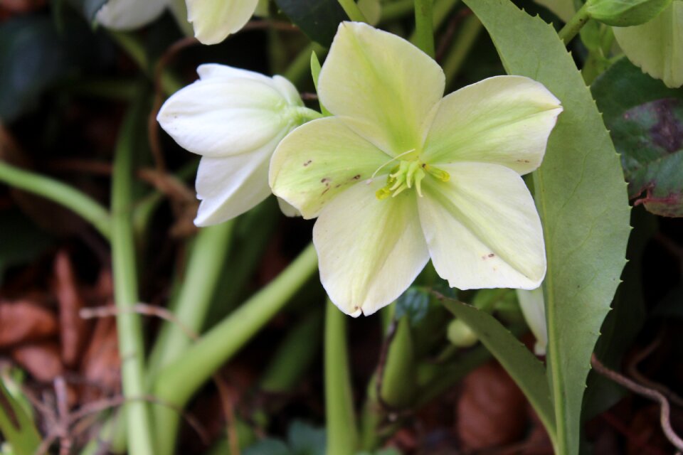 Leaf garden petal
