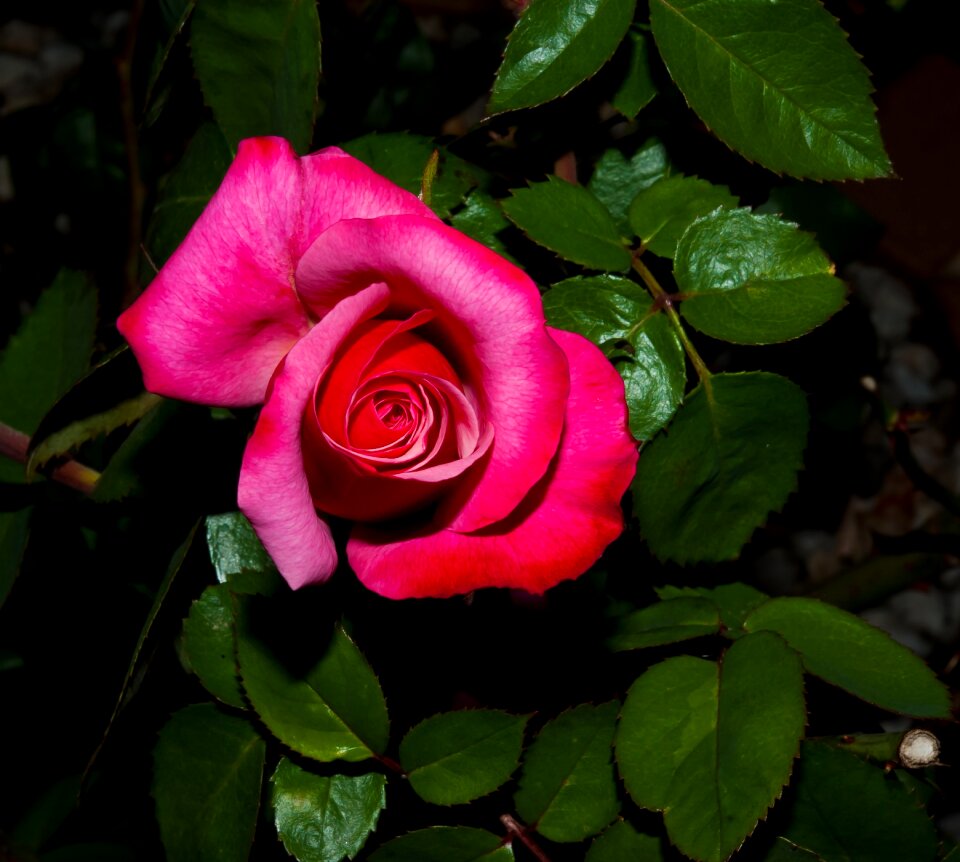 Flora floral