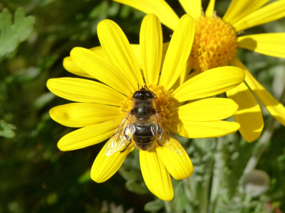 Daisy nature summer
