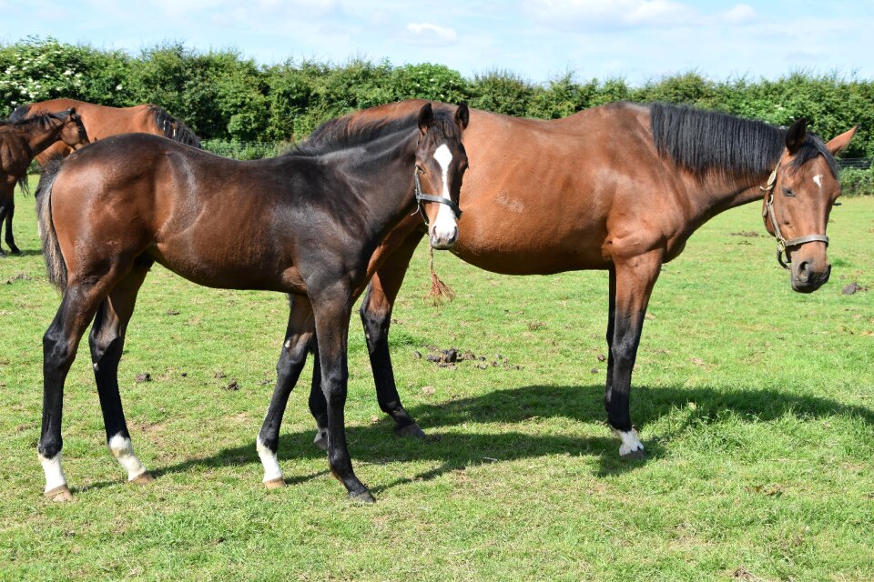 Mare stallion