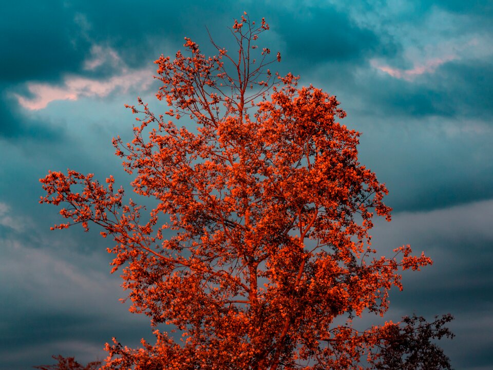 Landscape nature leaf