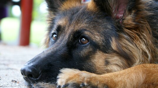 Cute animal kingdom shepherd dog photo