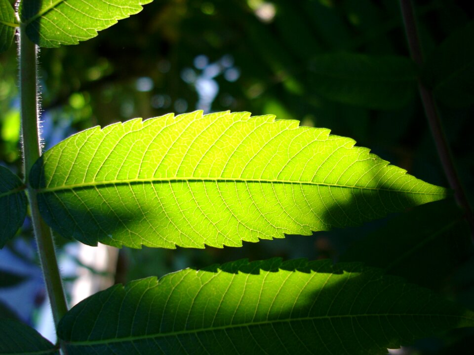 Nature freshness environmental