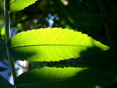 Nature freshness environmental