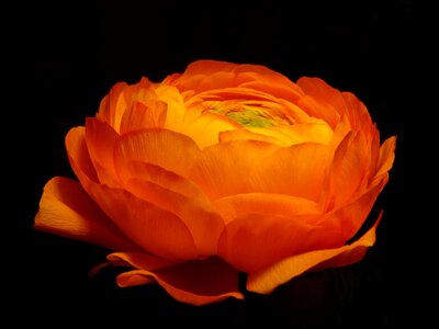 Plant ranunculus close up