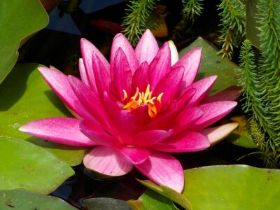 Plant lotus lily