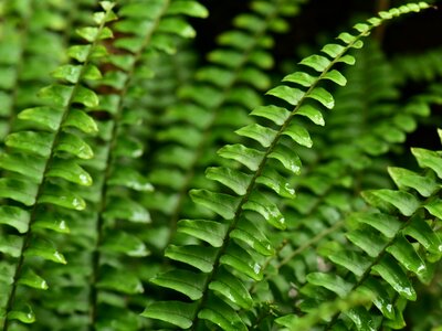 Foliage green flora