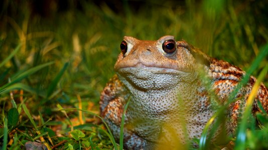 Nature animals a toad photo