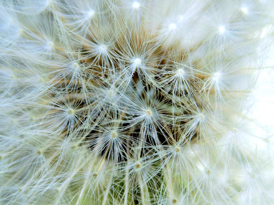 Summer fluffy seeds
