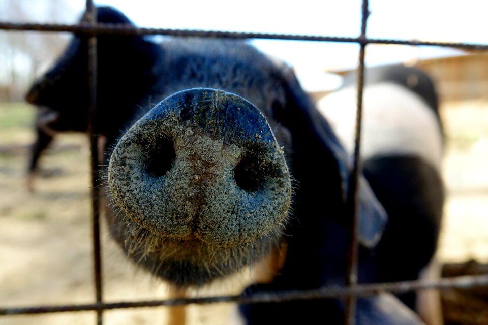 Pig's snout proboscis nature photo