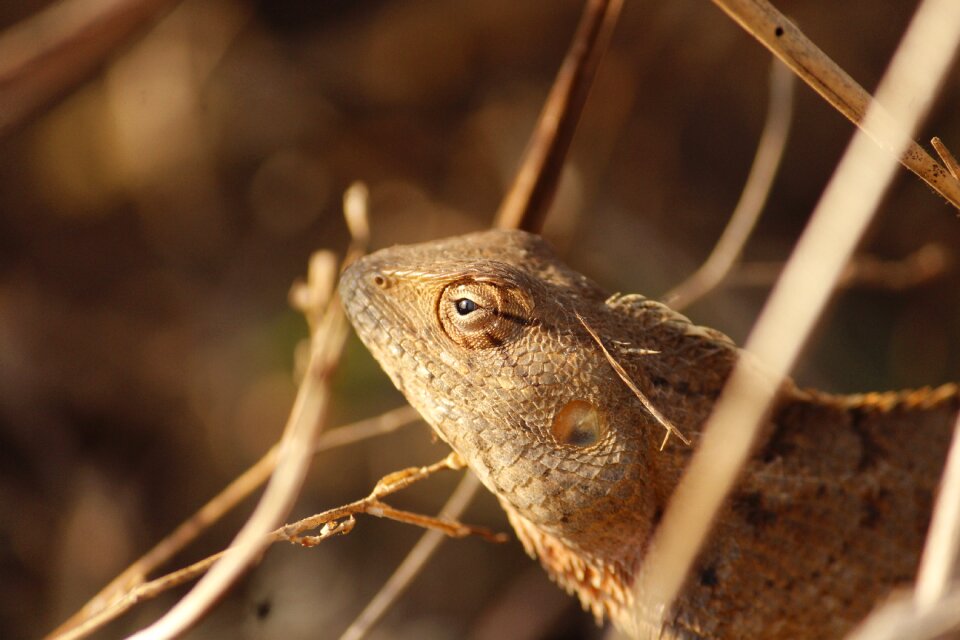 Animal wildlife